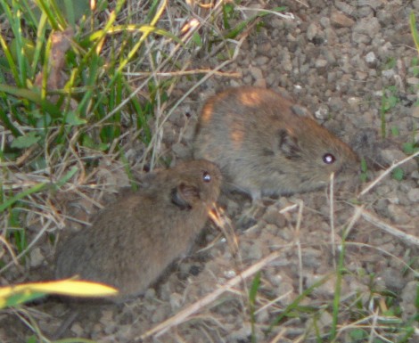 Pareja de topillos