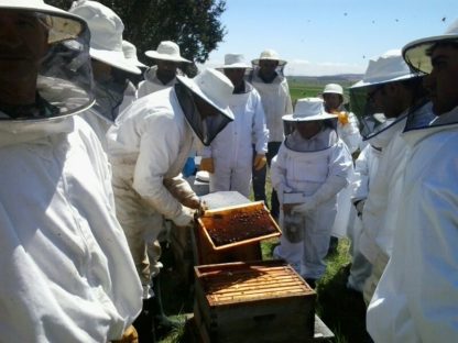 Los apicultores, de prácticas con una colmena